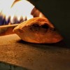 Edil Forni Muzzare - piec opalany gazem z biscotto, temp. 550°C
